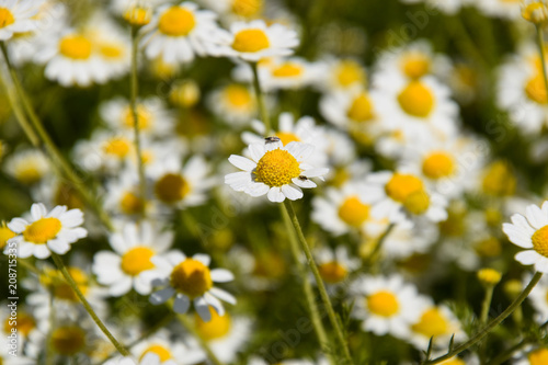 Chamomile flowers. Pharmaceutical camomile. Medicinal plant chamomile, flowering