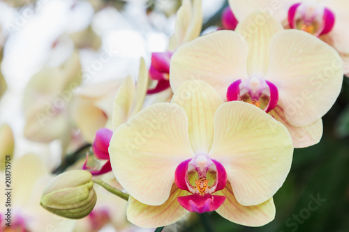 Orchid flower in garden at winter or spring day for postcard beauty and agriculture idea concept design. Phalaenopsis orchid.