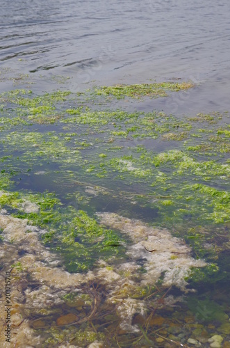 Pollution au algue en bord de mer