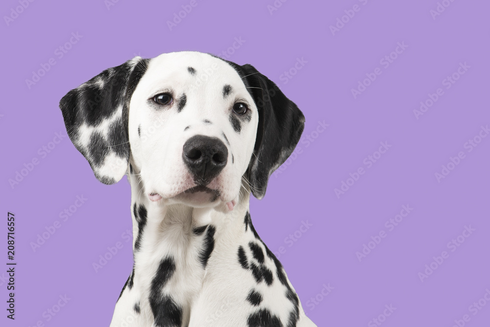 Dalmatian dog portrait on a lavender purple background