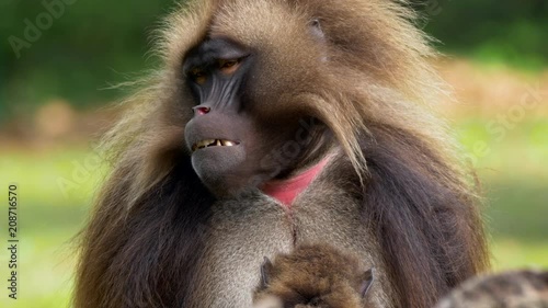 Gelada (Theropithecus gelada) grooming photo