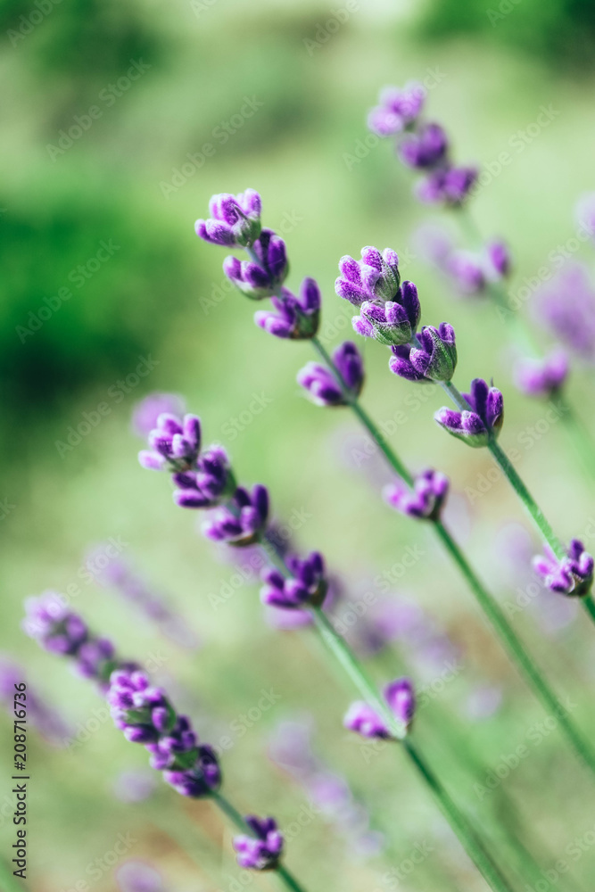 Obraz premium Beautiful violet wild lavender meadow backdrop. A field of purple lavandula herbs blooming in a french provence.