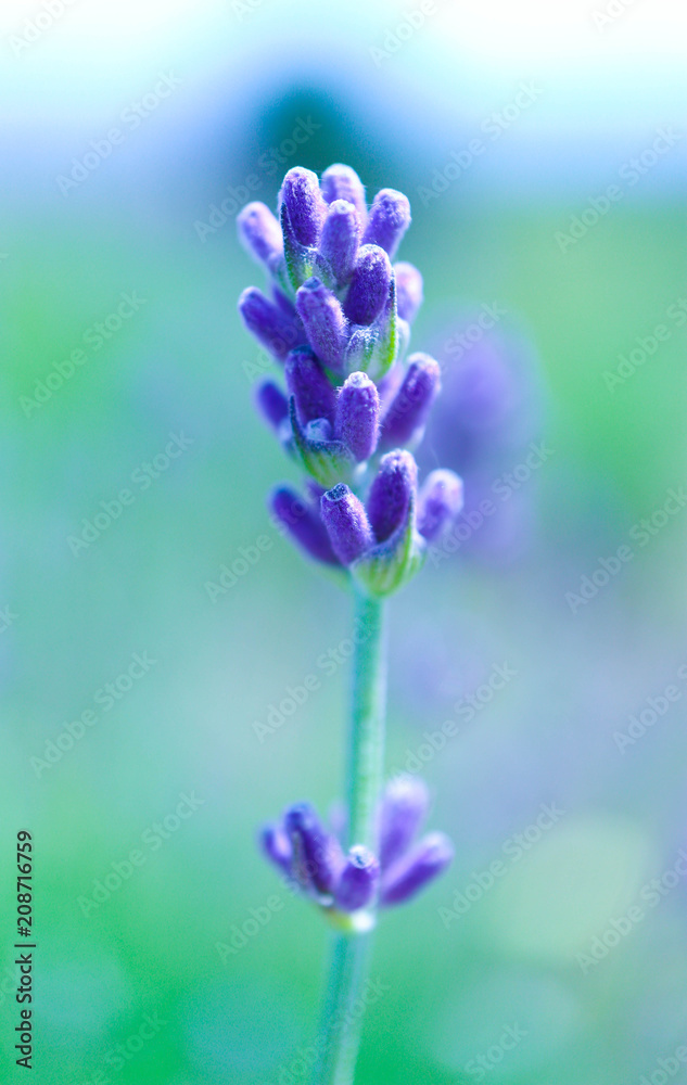 Obraz premium Beautiful single violet wild lavender flower, macro view. A field of purple lavandula herbs blooming in a french provence.