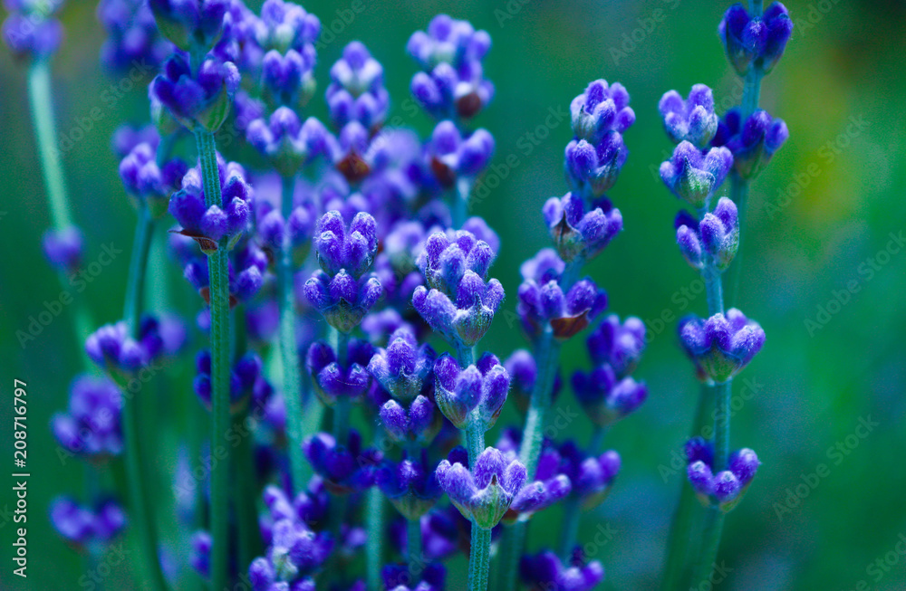 Beautiful violet wild lavender meadow backdrop. A field of purple lavandula herbs blooming in a french provence. Beautiful violet wild lavender meadow backdrop. A field of purple lavandula herbs blooming in a french provence.