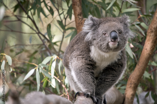 Fototapeta Naklejka Na Ścianę i Meble -  an Australian koala