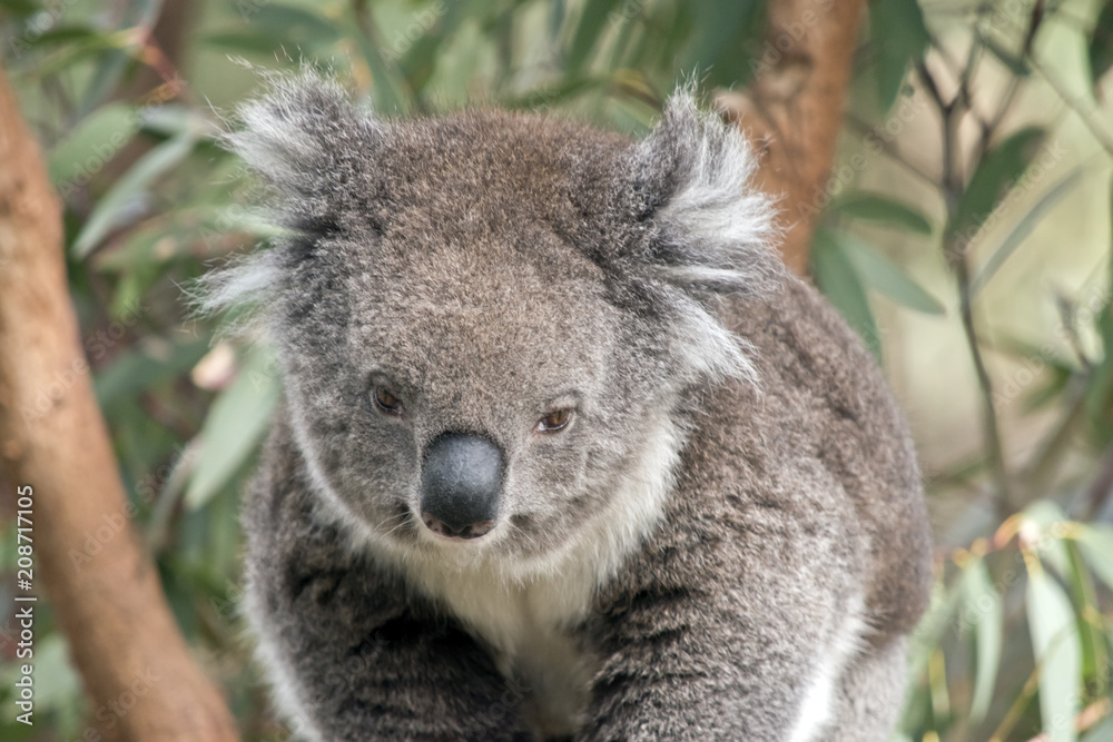 an Australian koala an Australian koala