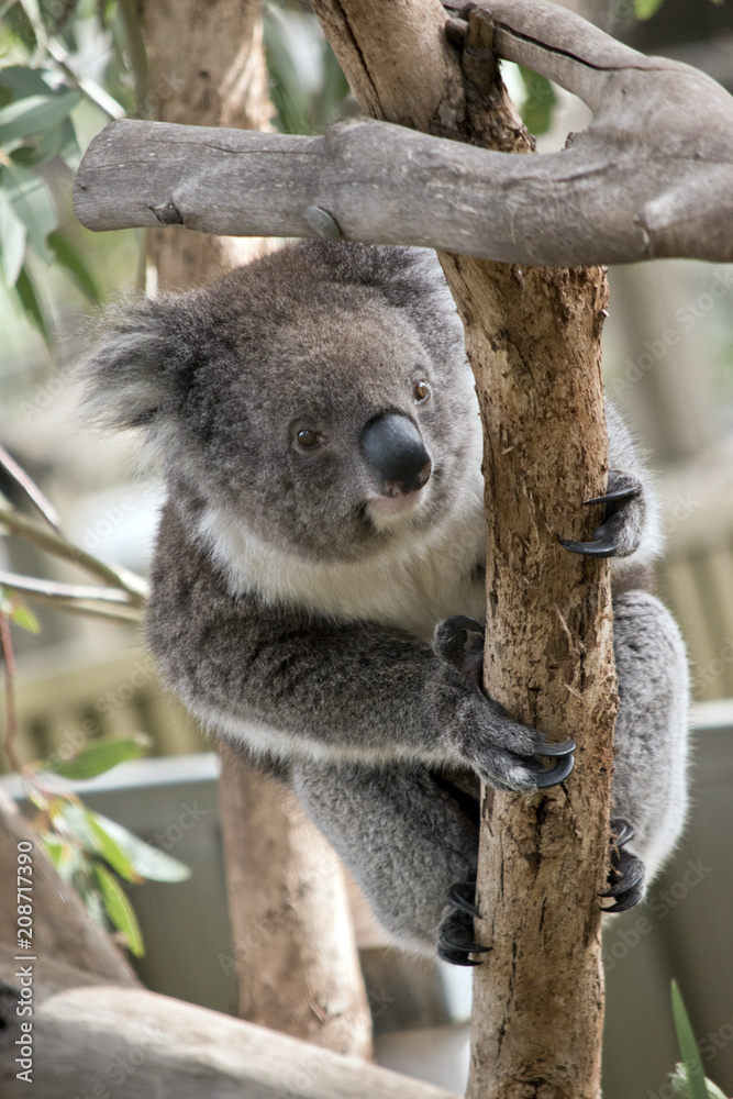 Obraz premium an Australian koala