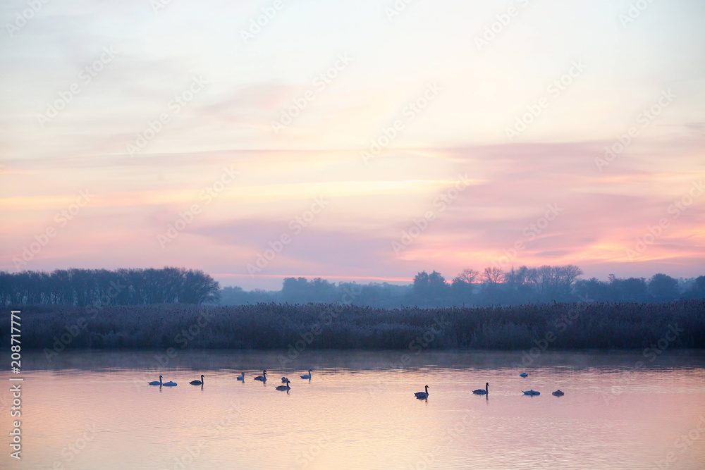 Naklejka premium Swans swim gracefully on the surface of the lake