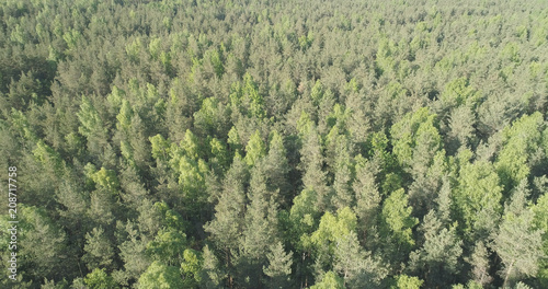 Aerial flight over mixed forest on a sunny summer day