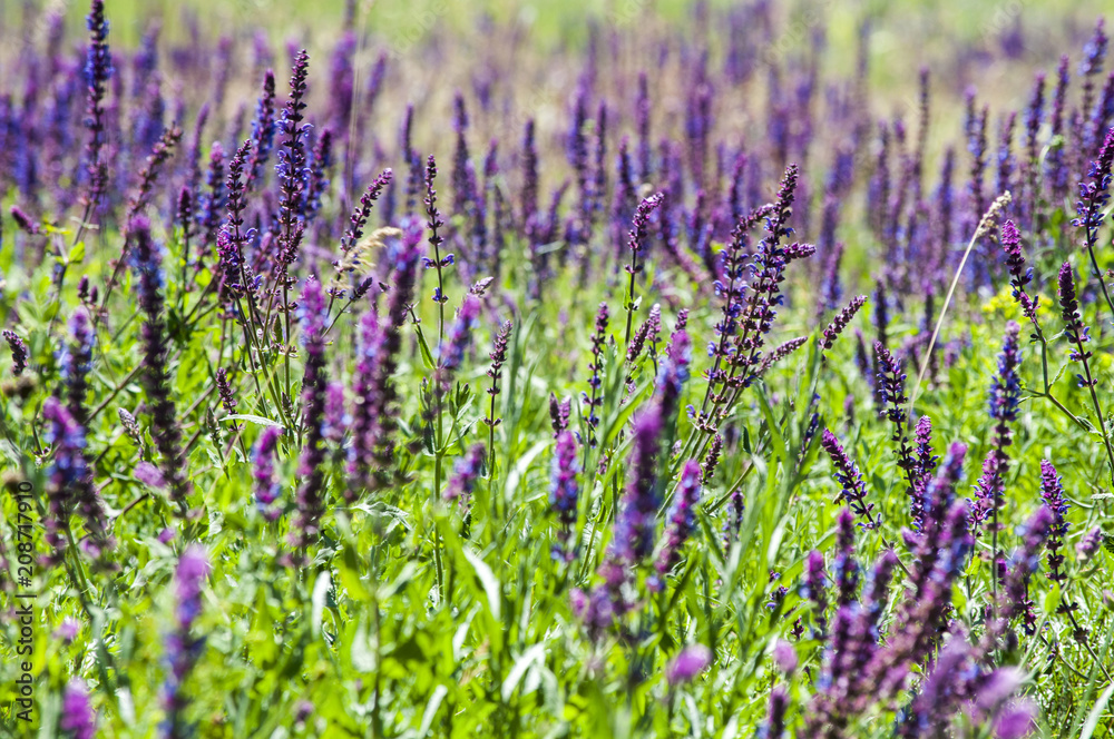 Naklejka premium фиолетовая трава цветок, среди зеленой травы