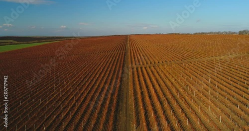 Aerial video of an autumn vineyard