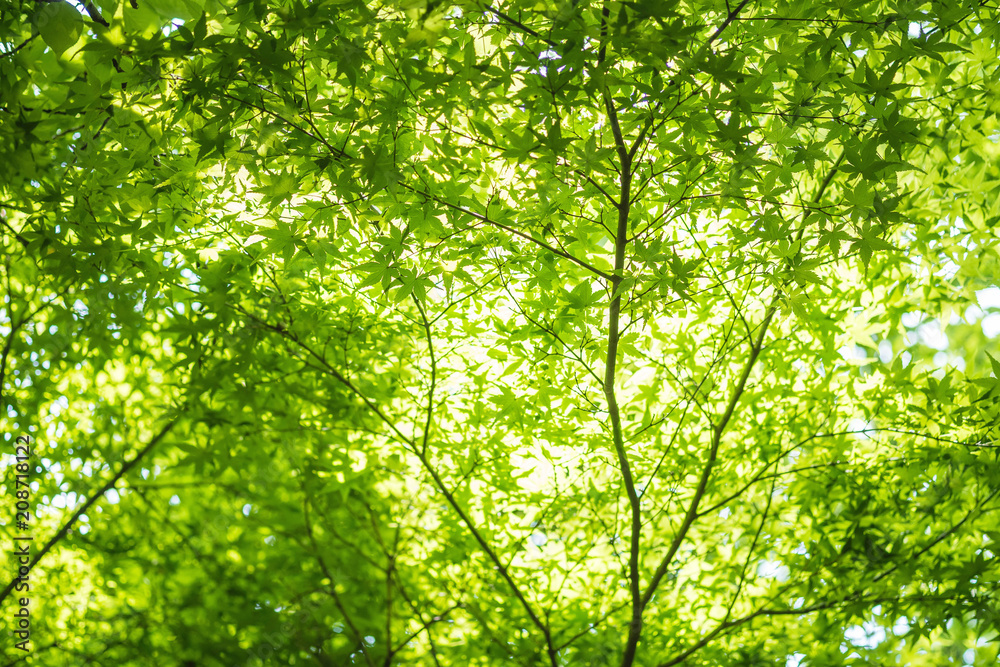 Closeup fresh green leaves at sakura tree textured background with sunlight Closeup fresh green leaves at sakura tree textured background with sunlight
