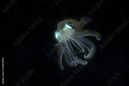 Bigfin reef squid or oval squid (Sepioteuthis lessoniana) in night time. Picture was taken in Anilao, Philippines