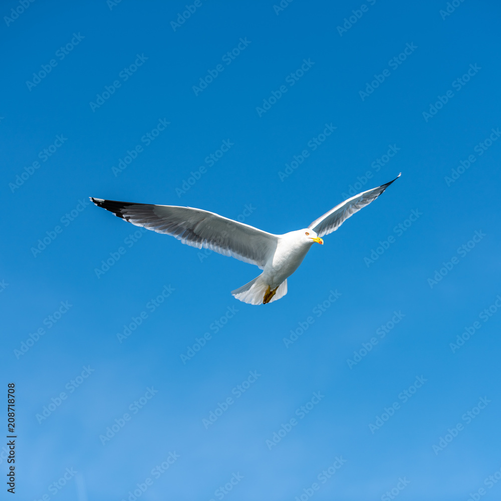 Fototapeta premium Seagull