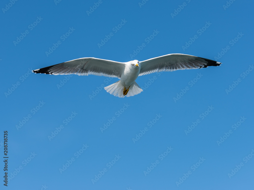 Obraz premium Seagull