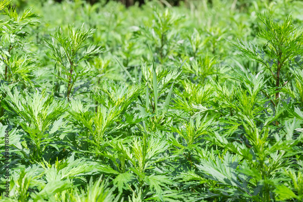 Background of the young common mugwort at selective focus Background of the young common mugwort at selective focus