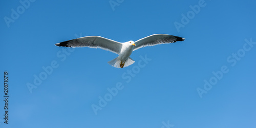 Seagull