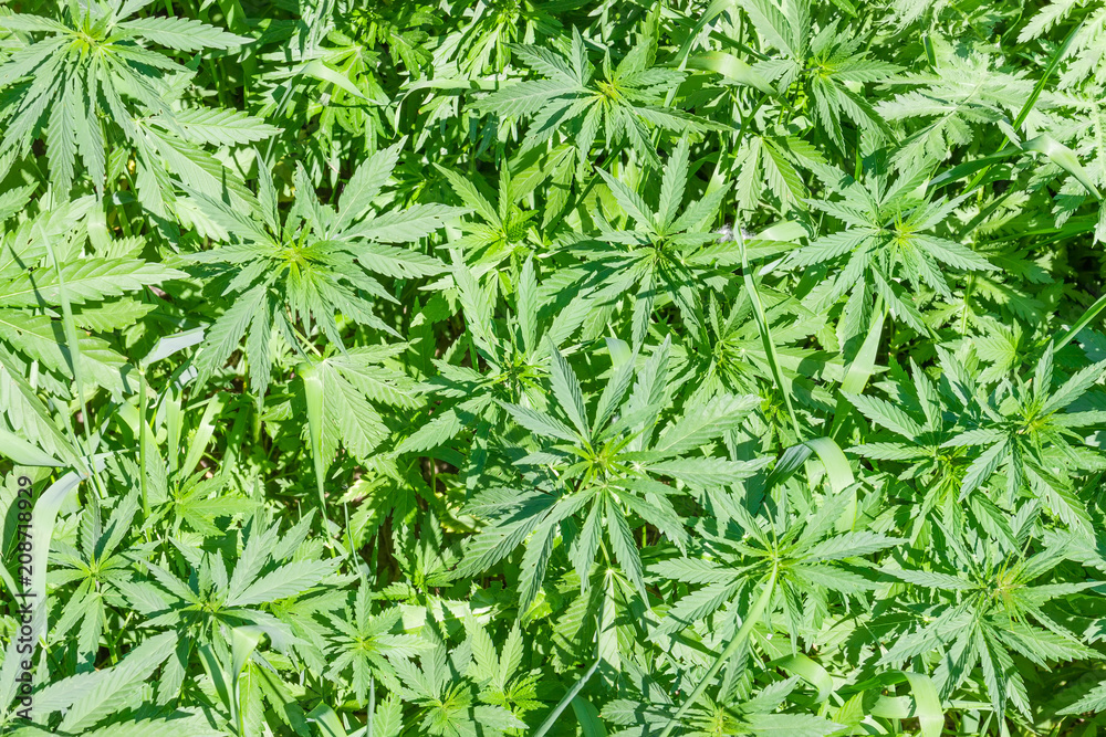 Top view of the young cannabis plants Top view of the young cannabis plants