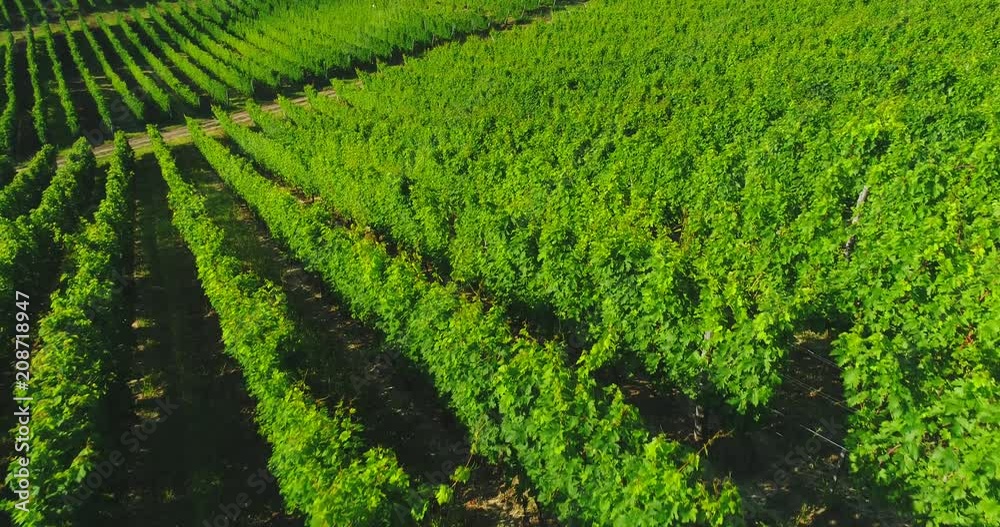 Aerial video of green spring vineyard in daylight Aerial video of green spring vineyard in daylight