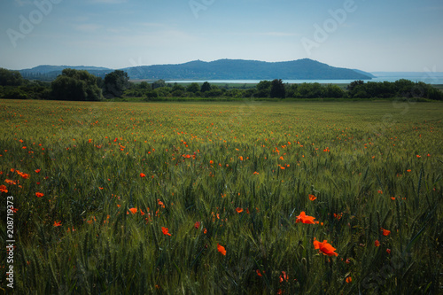 Poppies in the meadow