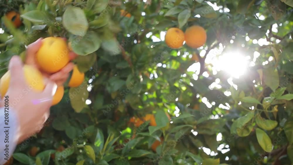 Naranjas Naranjas