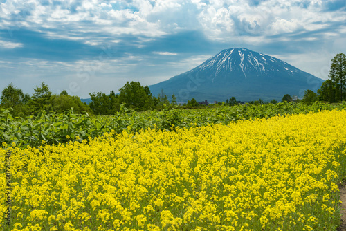 北海道のニセコと菜の花畑