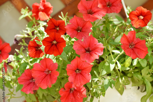 Petunia flowers grow on the flowerbed. Care of plants.