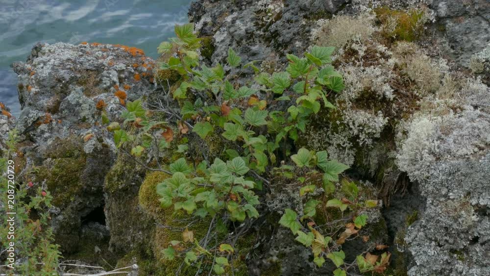 Wild black currant rising on rocks and stones in mountains near beautiful lake. Branches and leaves moving on wind. Wild black currant rising on rocks and stones in mountains near beautiful lake. Branches and leaves moving on wind.