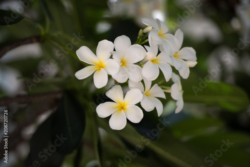 White and yellow plumeria flowers on the branch tree.