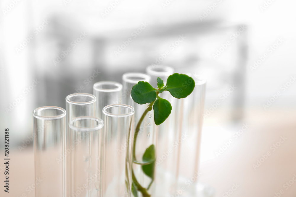 Test tubes with plant on blurred background Test tubes with plant on blurred background