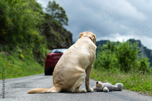 No abandones a tu mascota. Perro abandonado en la carretera