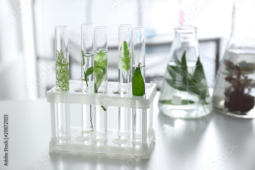 Test tubes with plants in holder on table photo
