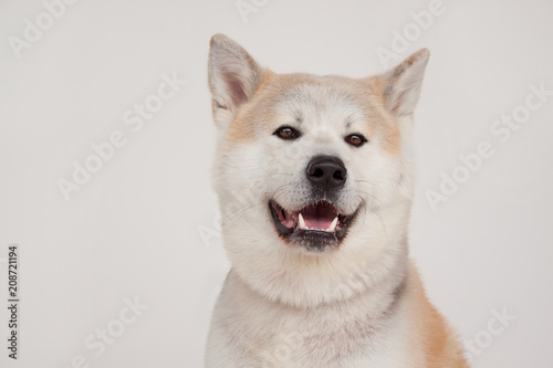 Akita inu isolated on a gray background. Akita ken or japanese akita.