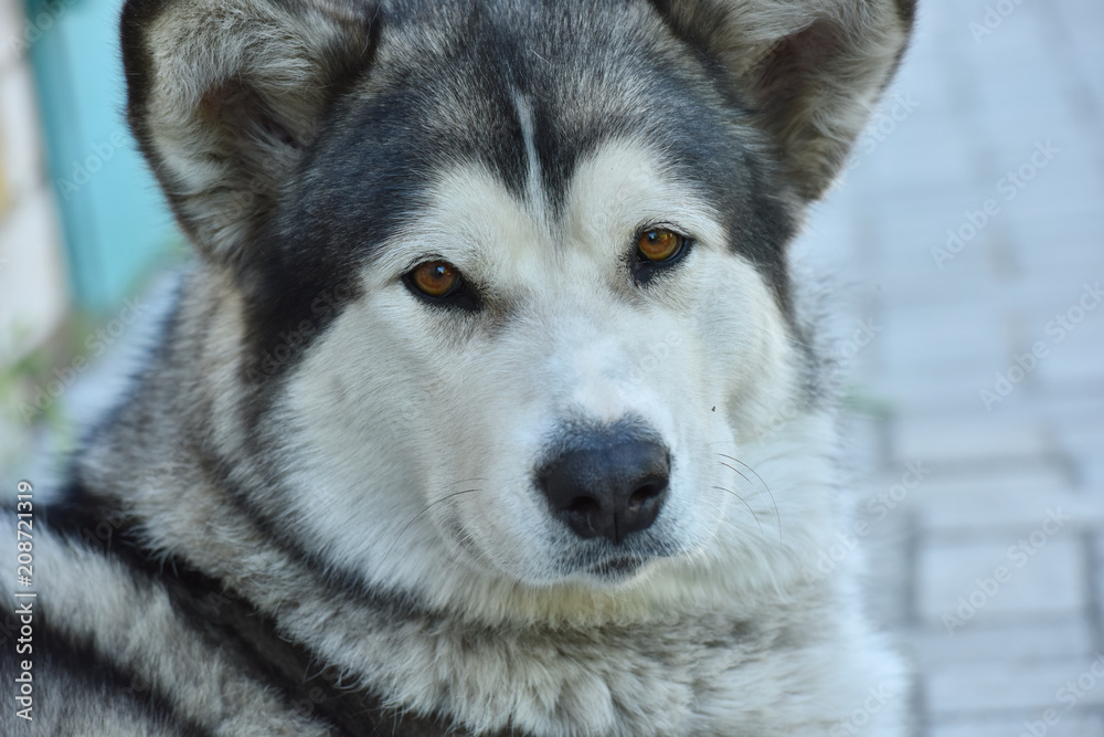 Portrait of the Alaskan Malamute. The dog is on a walk.