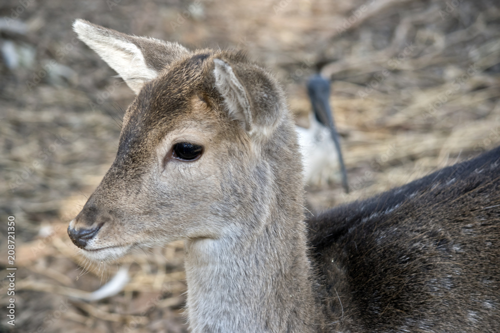 a young deer