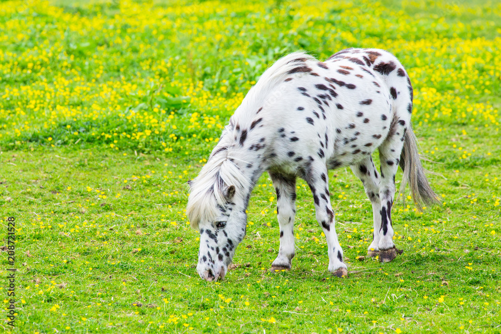 Black spotted white horse grazing in blooming meadow