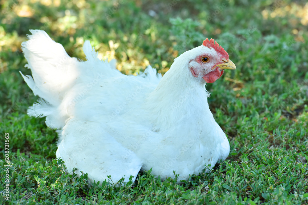 The chicken sits on the grass. Domestic bird. The chicken sits on the grass. Domestic bird.