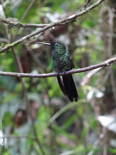Buff Winged Starfrontlet-Fahlflügel Andenkolibri-Coeligena lutetiae in Mindo, Equador photo