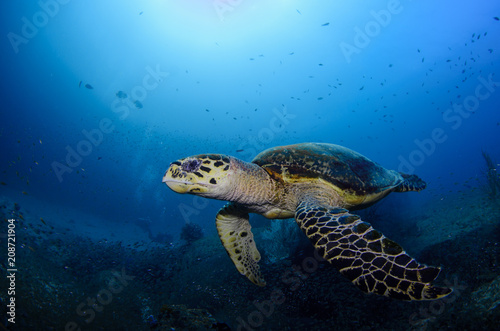 Hawksbill sea turtle (eretmochelys imbricata)
