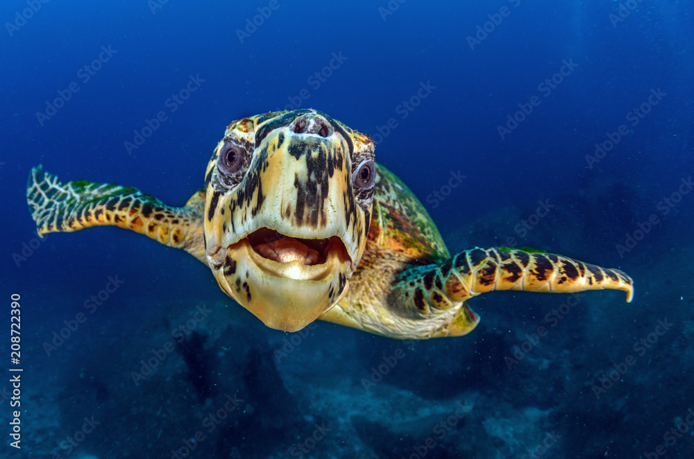 Fototapeta premium Hawksbill sea turtle (eretmochelys imbricata)