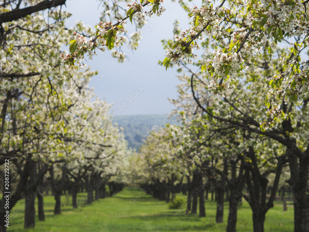 Beautiful cherry trees in rows