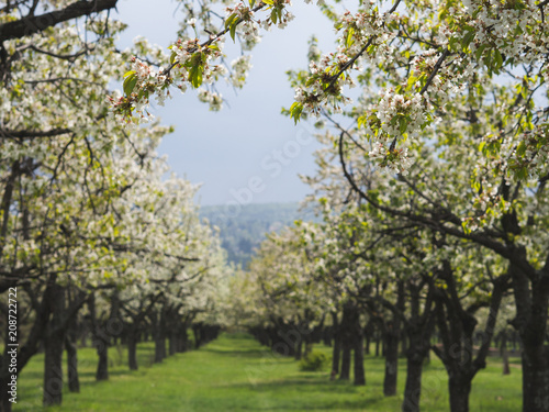 Beautiful cherry trees in rows