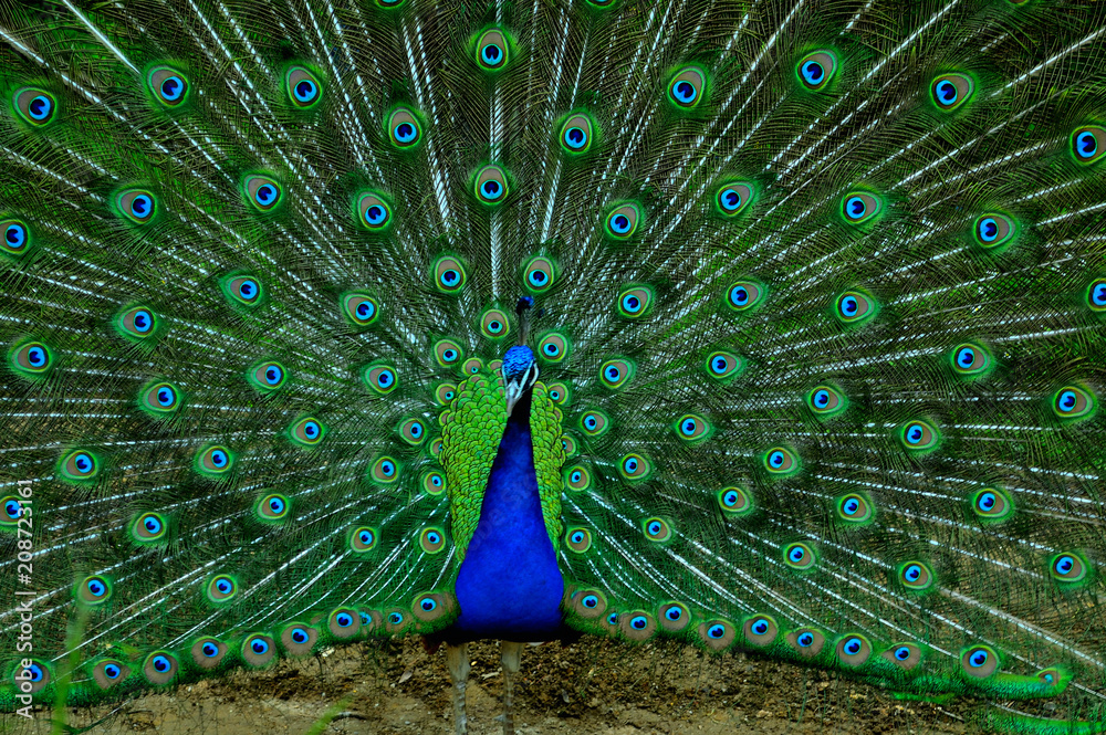 Fototapeta premium Peacock