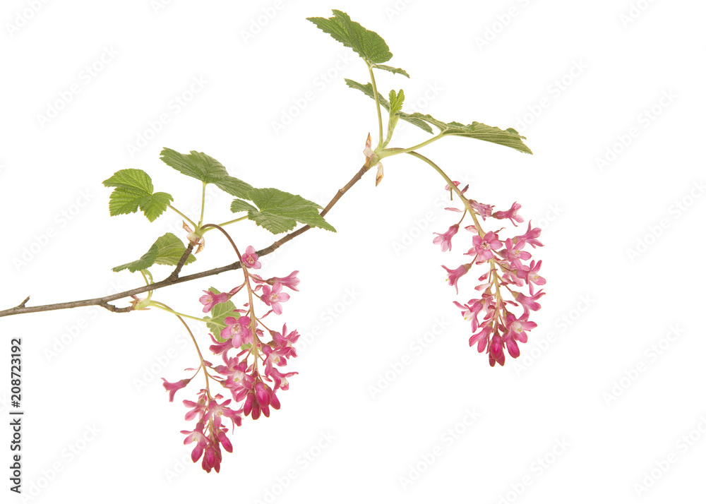 Pink blooming flowering currant branch on a white backgorund Pink blooming flowering currant branch on a white backgorund