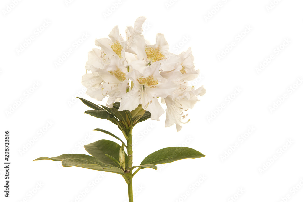 White rhodondendron flower on a white background
