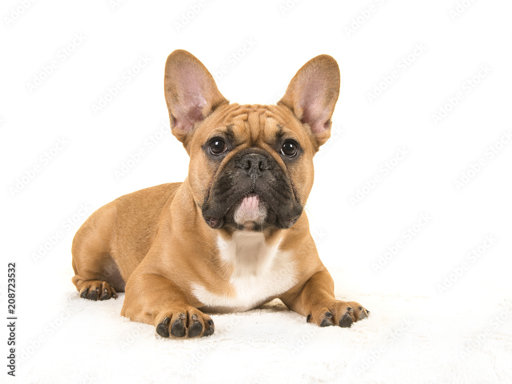 Brown french bulldog seen from the side lying down on a white blanket looking at camera