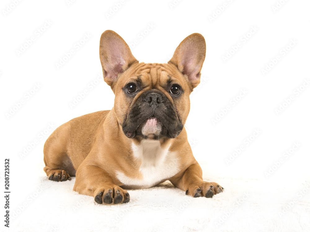 Brown french bulldog seen from the side lying down on a white blanket looking at camera Brown french bulldog seen from the side lying down on a white blanket looking at camera
