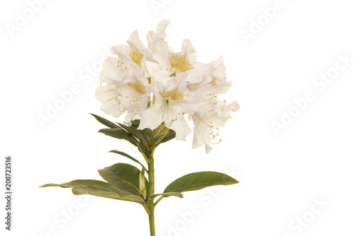 White rhodondendron flower on a white background