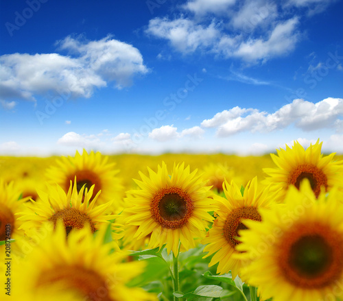 field of blooming sunflowers