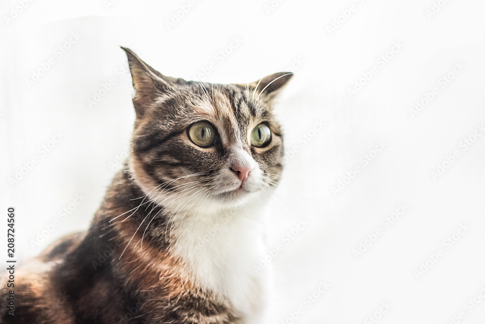 Кошка сидит на светлом фоне, портрет питомца, поджатые уши